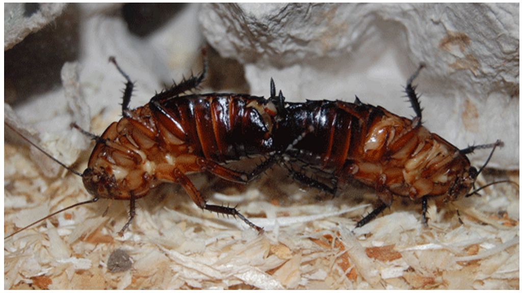 Как быстро размножаются домашние тараканы. размножение тараканов