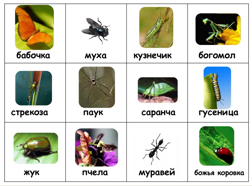 Самые красивые виды жуков на планете земля: фото и описание