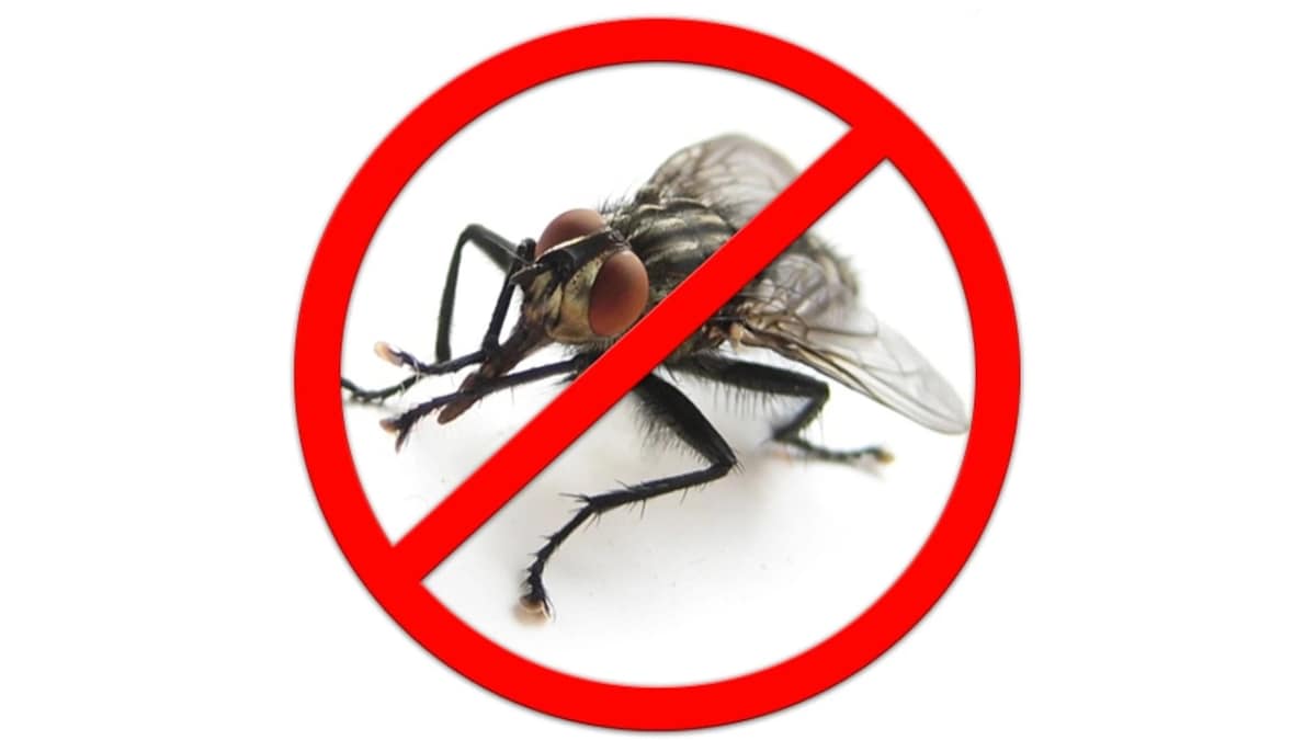 Как избавиться от мух в квартире и частном доме — обзор самых действенных методов