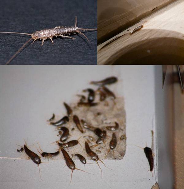 Чешуйница: как избавиться в домашних условиях от насекомого