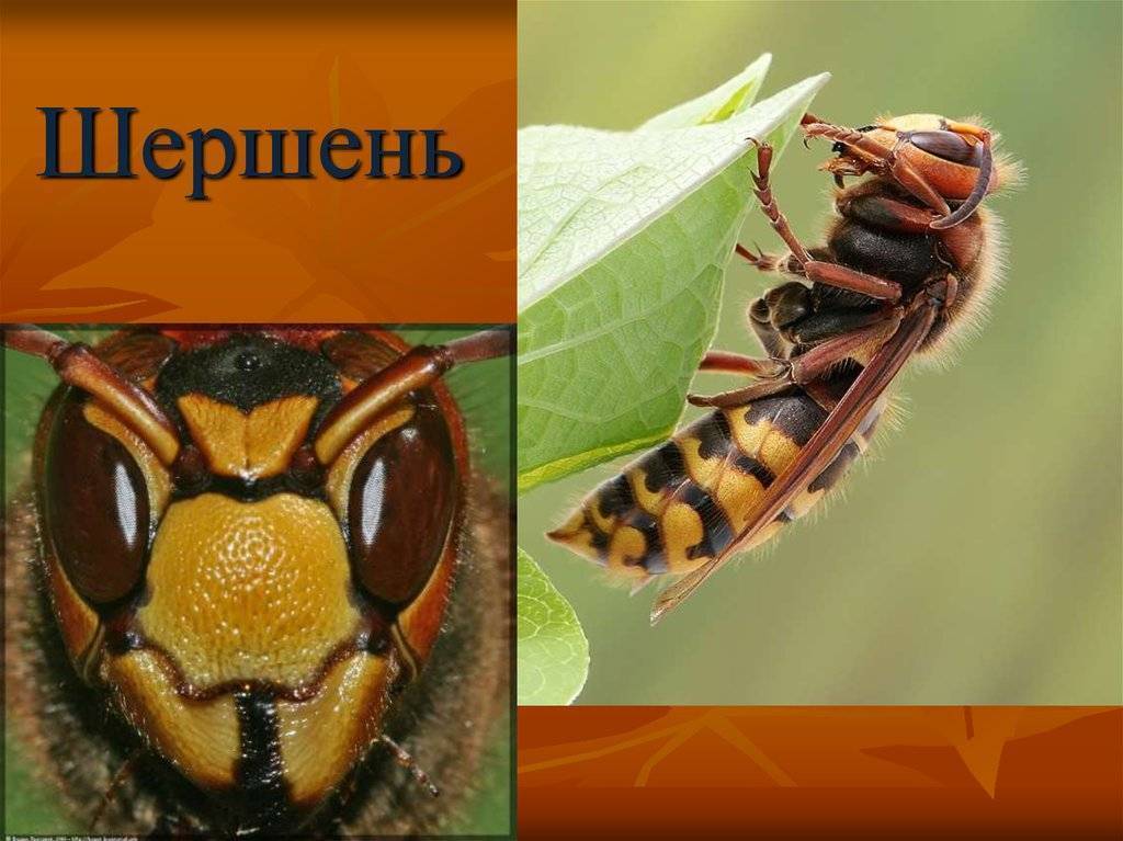 Шершень обыкновенный (vespa crabro): описание вида, чем питается, укус и последствия, фото крупной осы