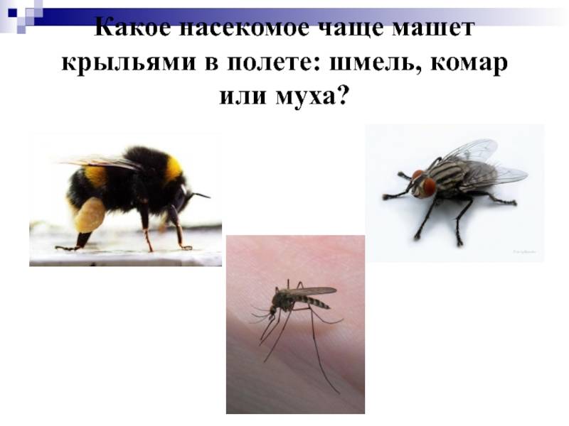 Полёт шмеля - origins.org.ua