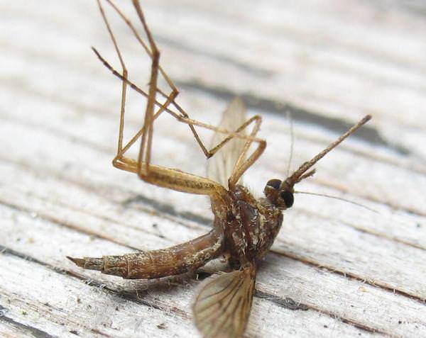 К чему снятся комары кусают во сне. что означает образ комара во сне – толкования по сонникам и согласно народным поверьям