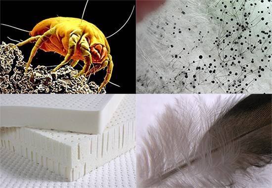 Клещи в подушках – признаки, как избавиться, методы и препараты, описание насекомого и фото