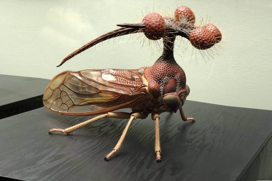 Самые странные, уродливые и ужасные насекомые мира. бразильская горбатка или bocydium globulare(26 фото)
