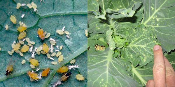 Болезни и вредители капусты: фото, описание, чем можно обработать растения в открытом грунте