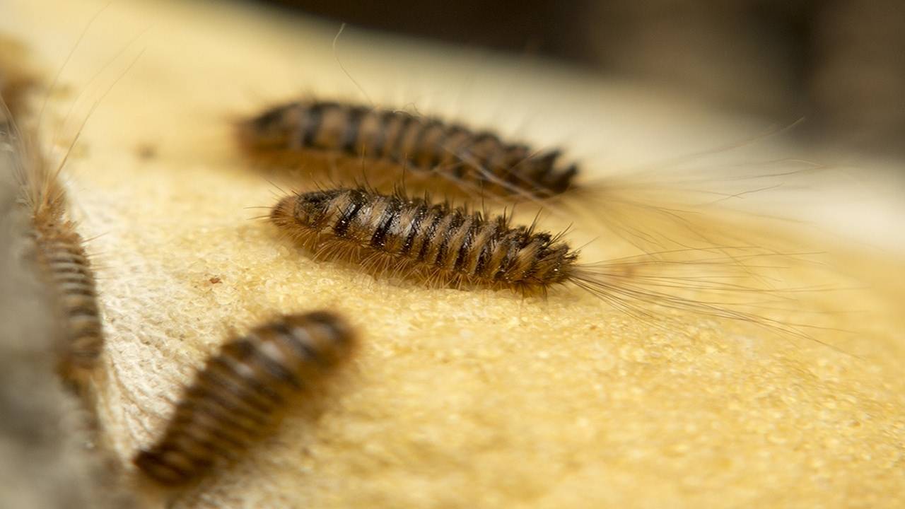Вредоносный и опасный: жук кожеед – как избавиться быстро и навсегда