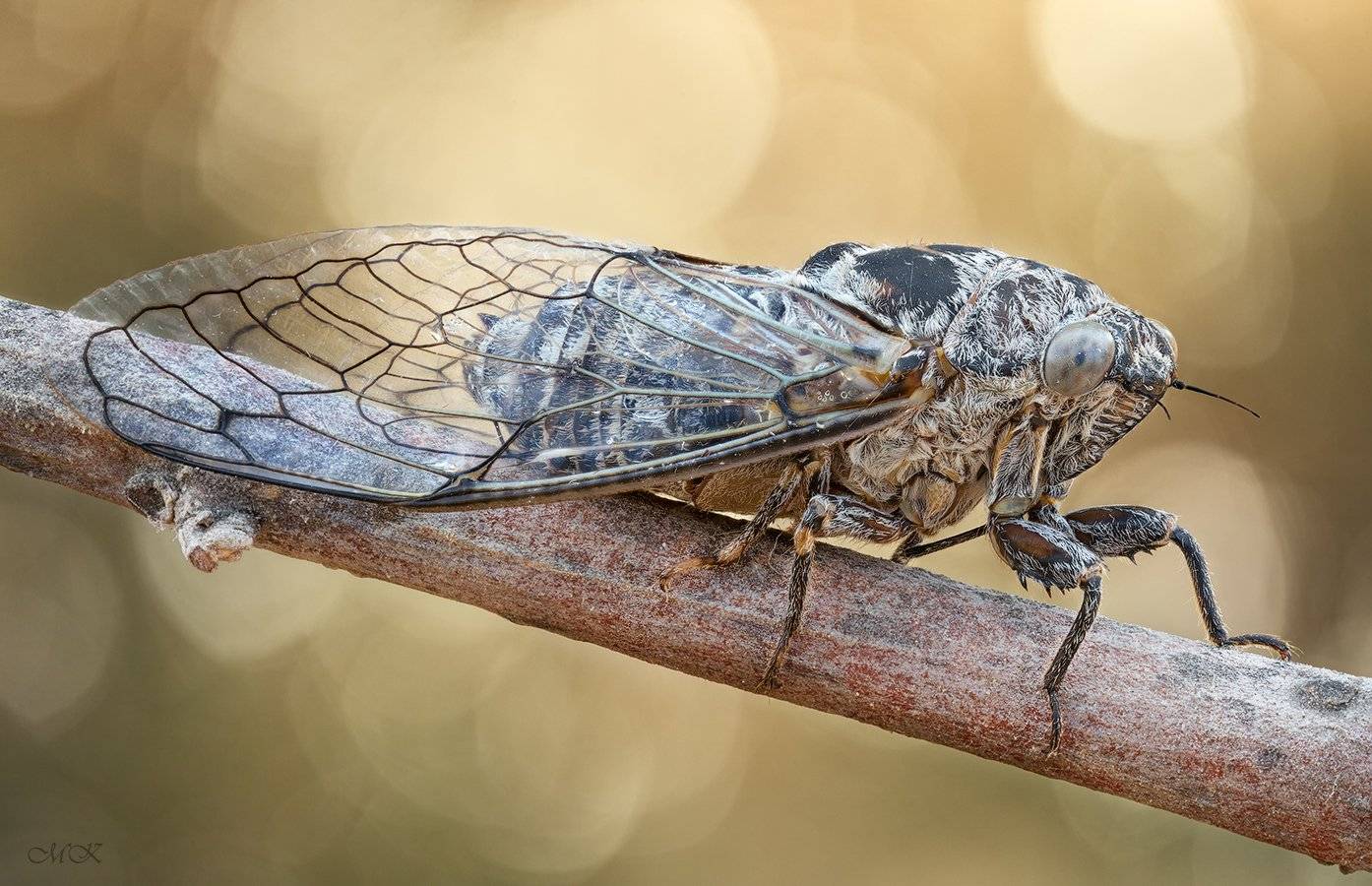Певчие цикады: описание насекомого, среда обитания, питание, жизненный цикл
