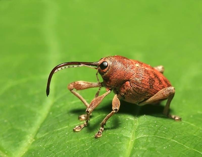 Долгоносик жук насекомое. описание, особенности, виды, образ жизни и борьба с долгоносиком | живность.ру