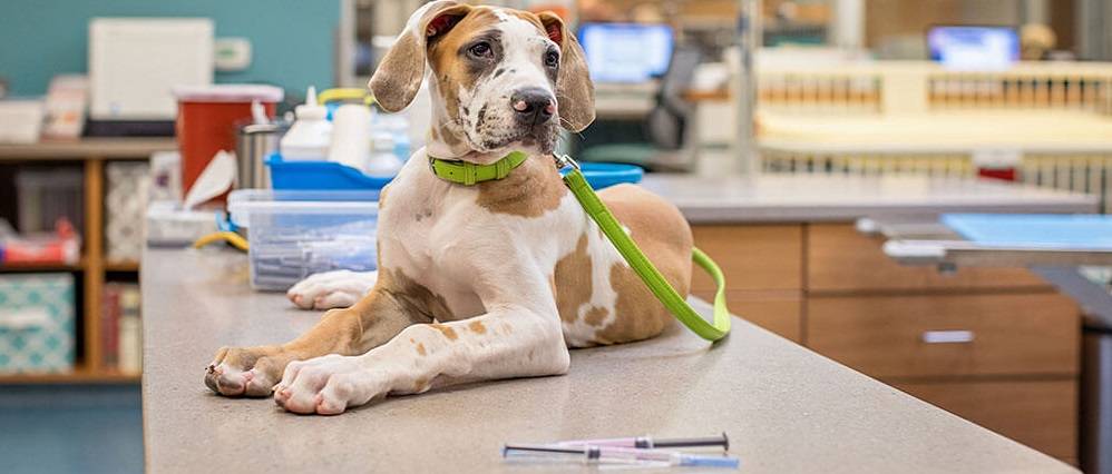 Прививка от клещей для собак - название, когда делать, цена, отзывы ветеринаров