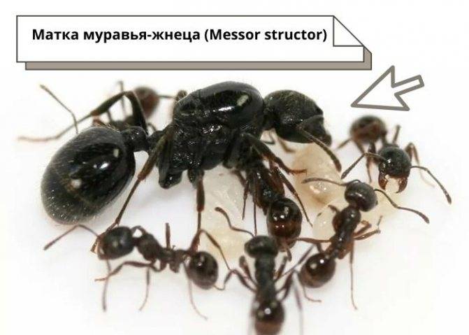 Сколько живет муравей: с чем связана продолжительность жизни