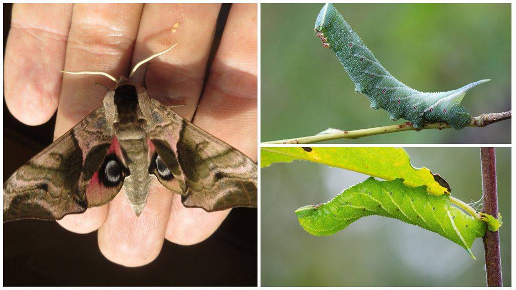 Бабочка бражник: интересные факты о северных колибри