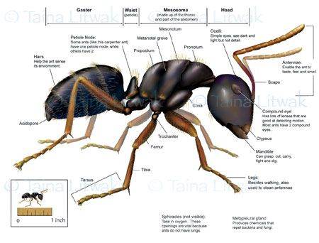 Самые интересные факты о муравьях для детей