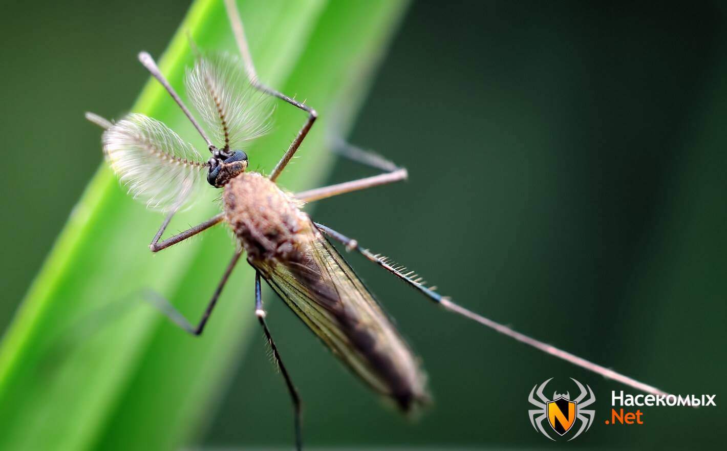 Чем самка комара отличается от самца | в чем разница