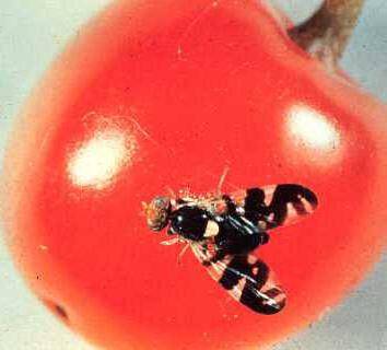 Как спасти сад от вишнёвой мухи: практические советы