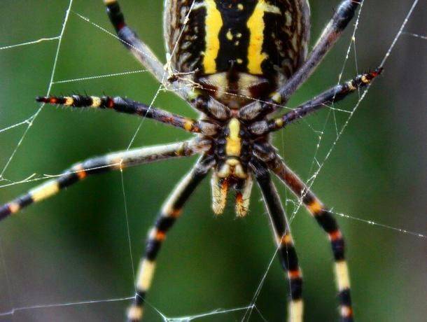 Южнорусский тарантул (мизгирь) - значение в природе, фото, где обитает