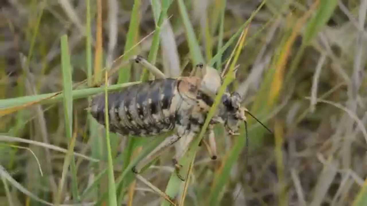 Дыбка степная – самое удивительное насекомое степной зоны