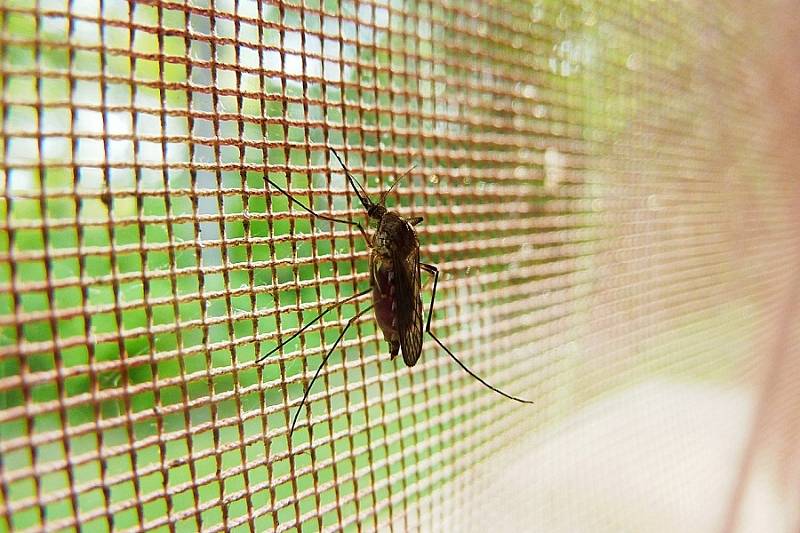 Сетки от комаров на окна — гарантия летнего комфорта
