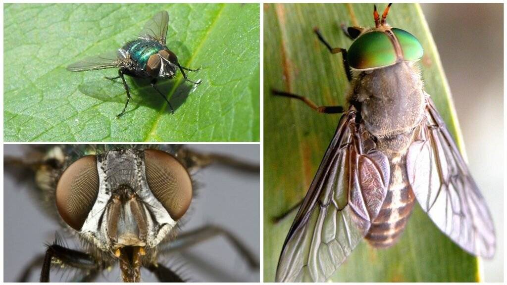 Как видит муха? подробно о данном вопросе