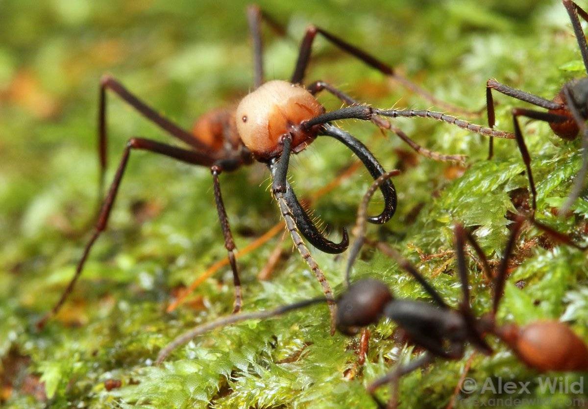 Интересные факты о муравьях. удивительная жизнь муравьев почему муравьи живут