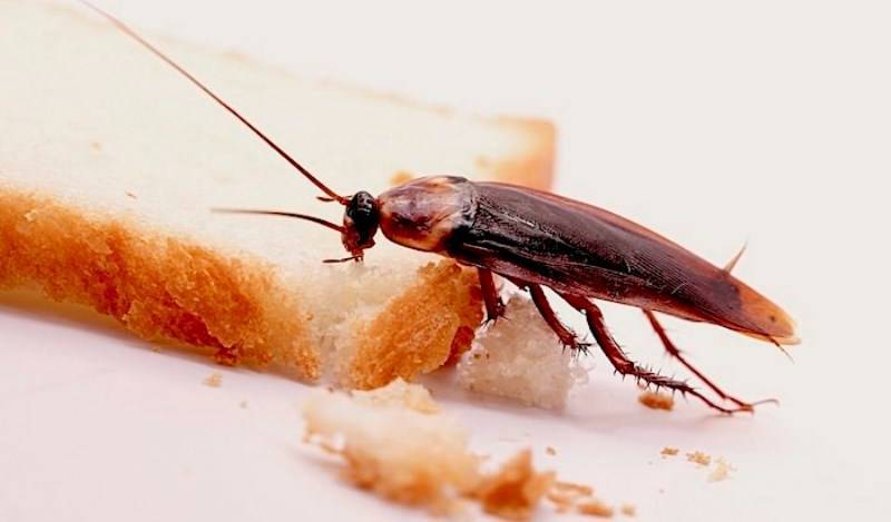 Размножение тараканов в квартире. почему их становится больше после обработки?