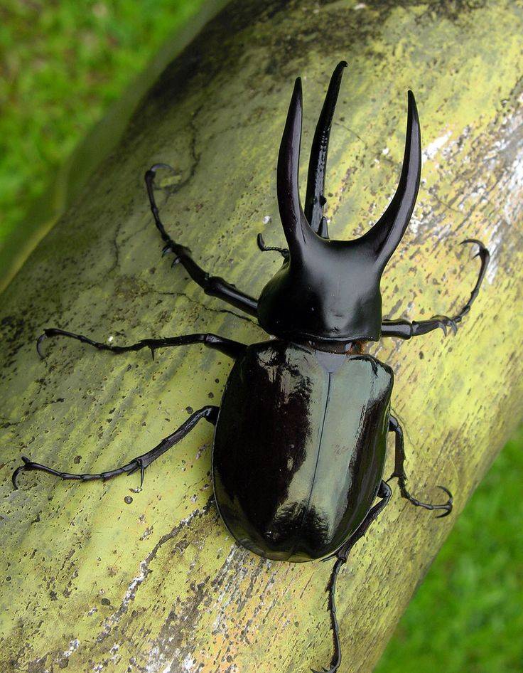 Насекомое жук-рогач: где обитают, размеры, как отличить, виды, интересные факты, повадки