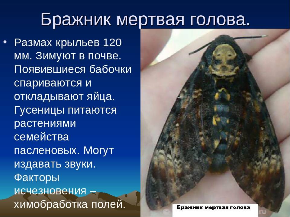 Бабочка бражник мертвая голова: сколько живет, среда обитания, образ жизни