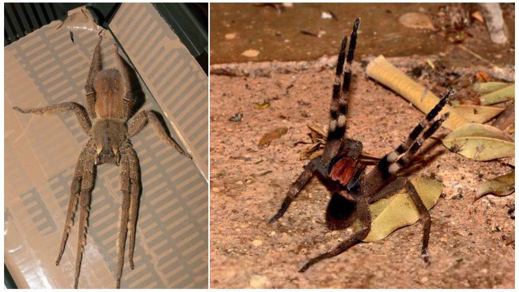Бразильский странствующий паук и насколько ядовитый его укус