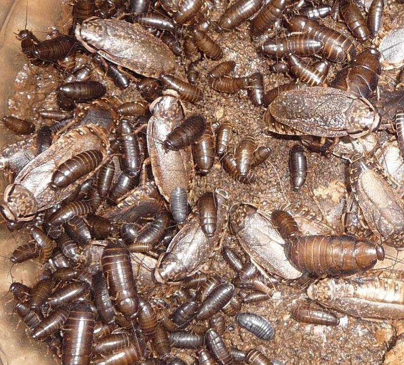 Мраморные тараканы – правильный уход и кормление