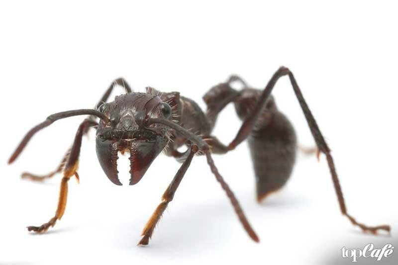 10 самых невероятных муравьев на земле - удивительный мир животных