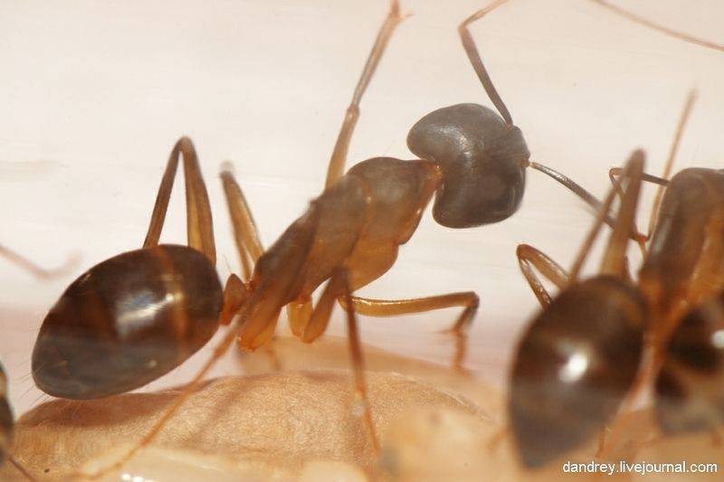 Сколько ног у муравья