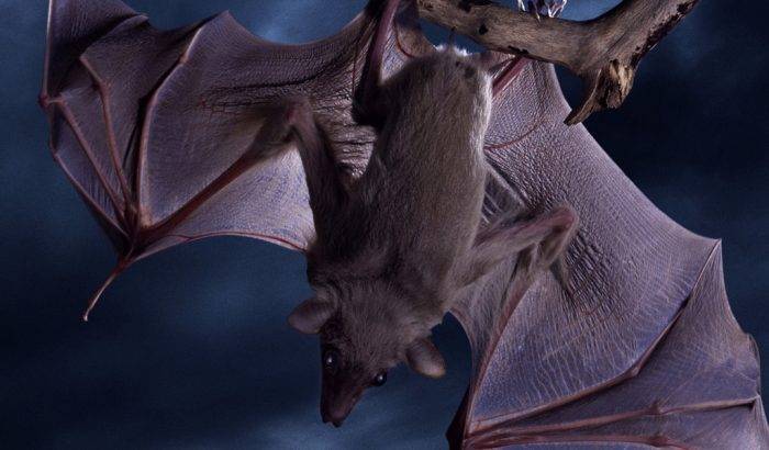25 самых симпатичных видов летучих мышей - удивительный мир животных