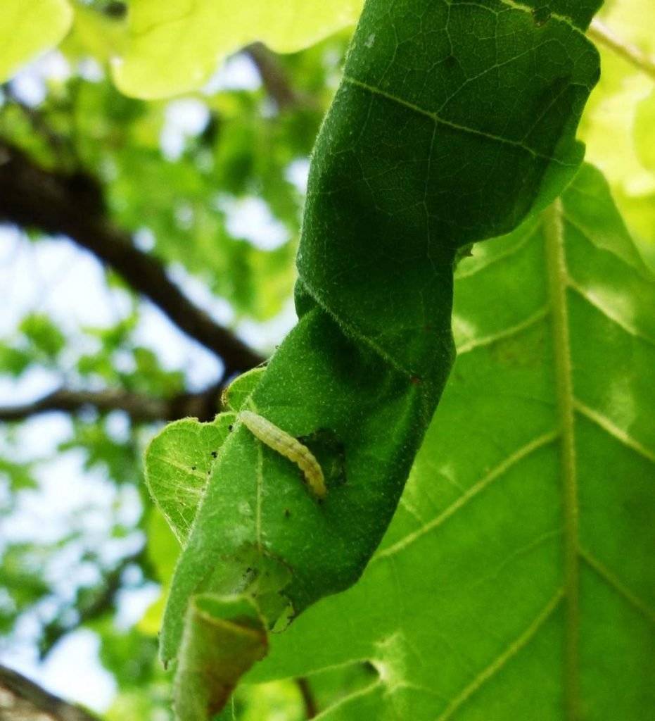 Зеленая дубовая листовертка: что это за вредитель и как с ним бороться