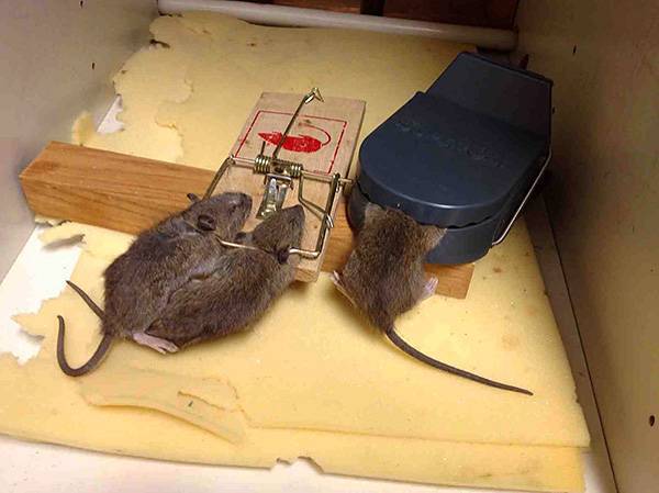 Могут ли крысы жить в стенах дома || живут ли крысы с мышами