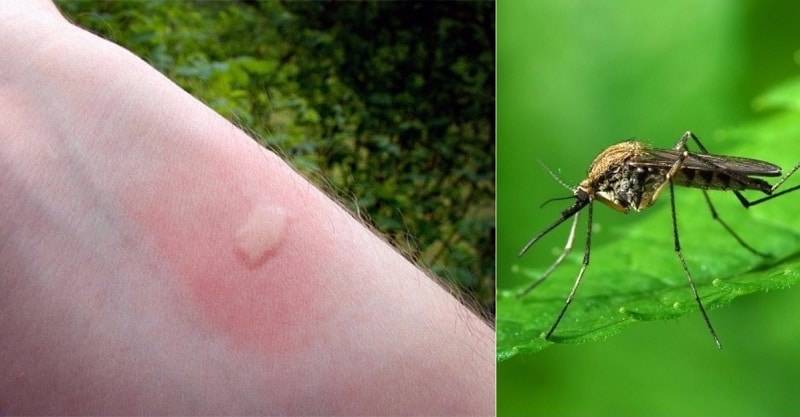 Комар в увеличенном виде
