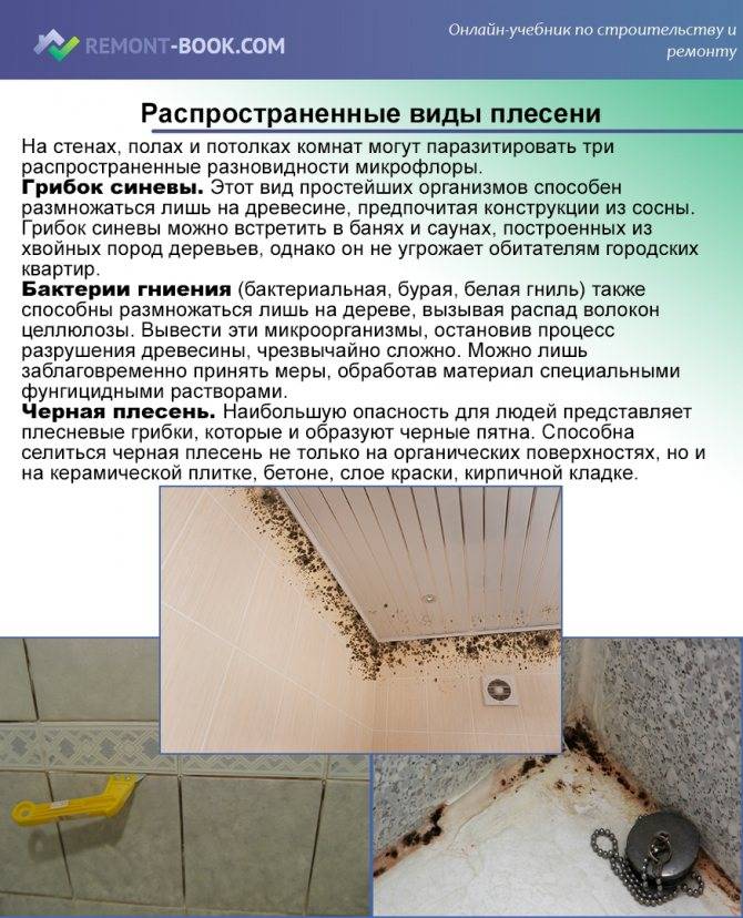Как избавиться от плесени на стенах в квартире – причины появления и способы борьбы с грибком