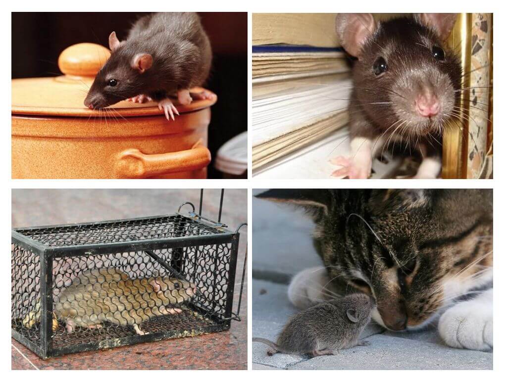 Мыши в квартире: откуда и что делать