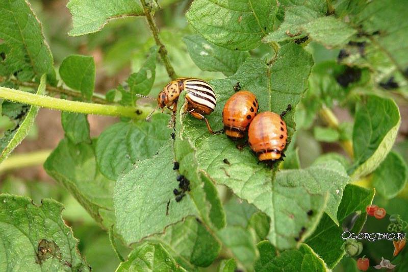 Горчица и уксус от колорадского жука — помогут ли эти средства?