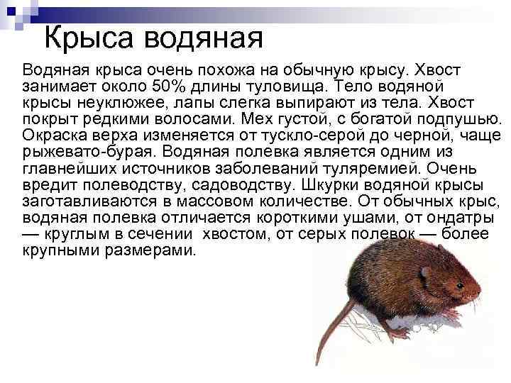 Как называется речная крыса, может ли она жить под водой, чем вредна для человека?