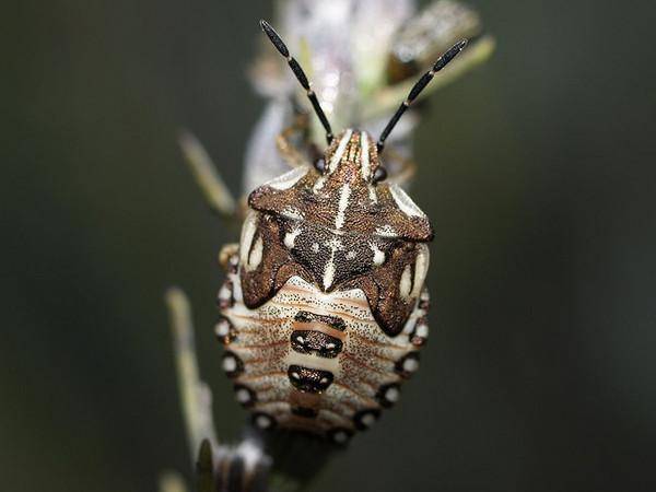 Воняющий жук — клоп вонючка американская: как выглядит и чем опасно насекомое «с душком»