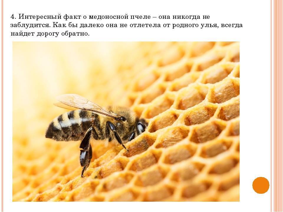 Презентация на тему: "интересные факты о пчелах. о о дним из немногих насекомых, которое сотрудничает с человеком, является пчела. вот несколько интересных фактов, связанных.". скачать бесплатно и без регистрации.