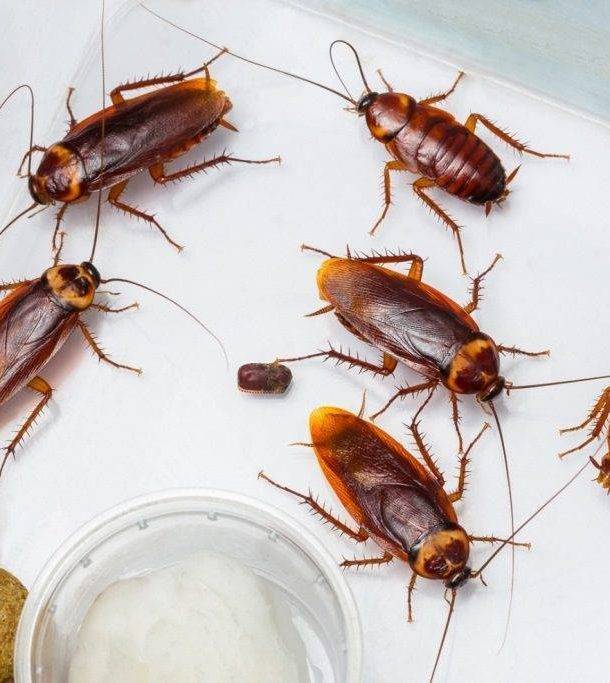 Черные тараканы в квартире и как избавиться от них