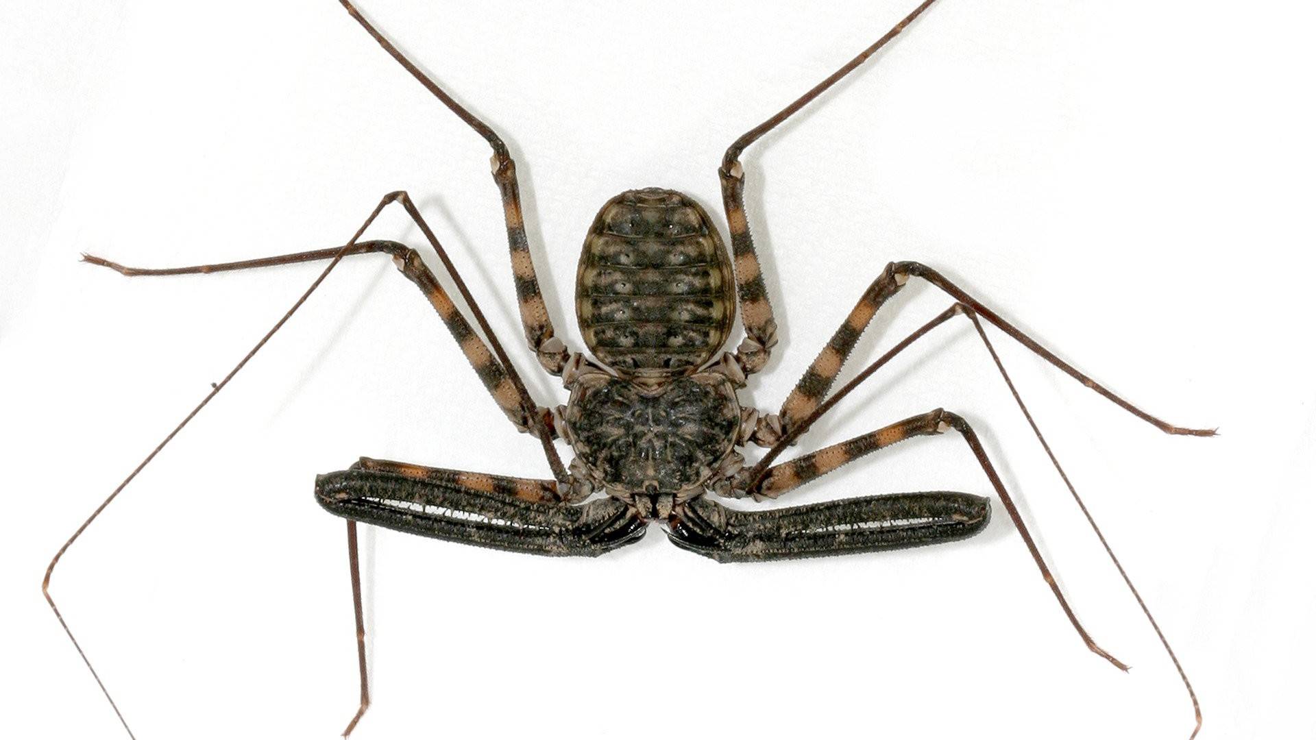 Домовый паук (tegenaria domestica)