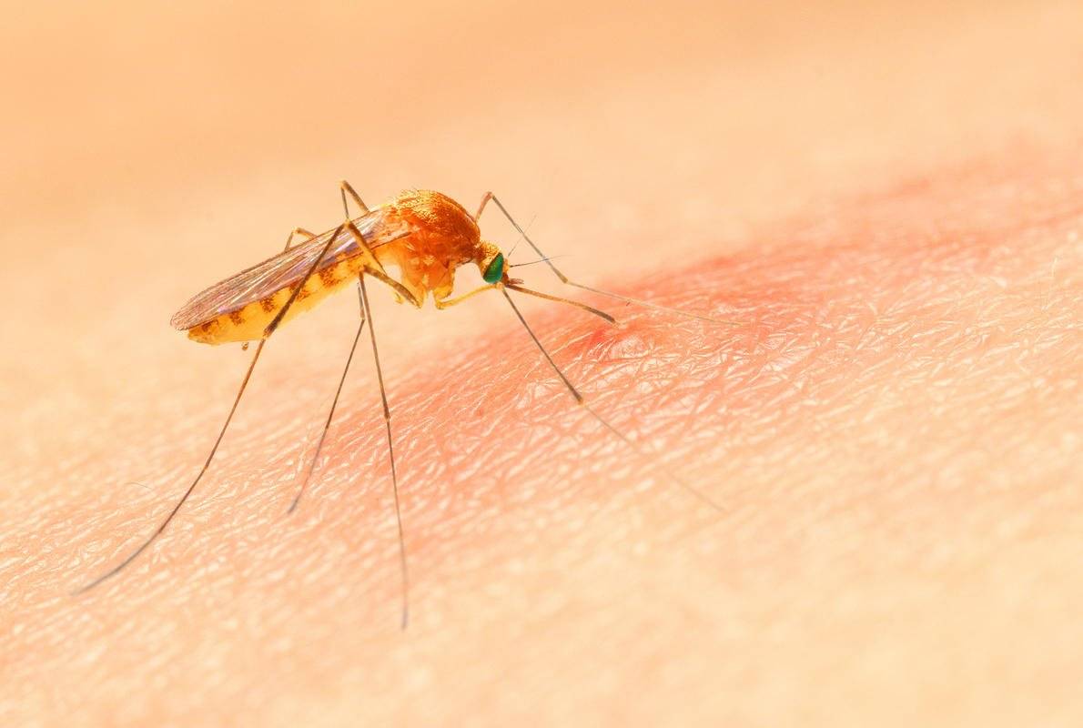 Укус малярийного комара и его последствия для человека | плюсы и минусы