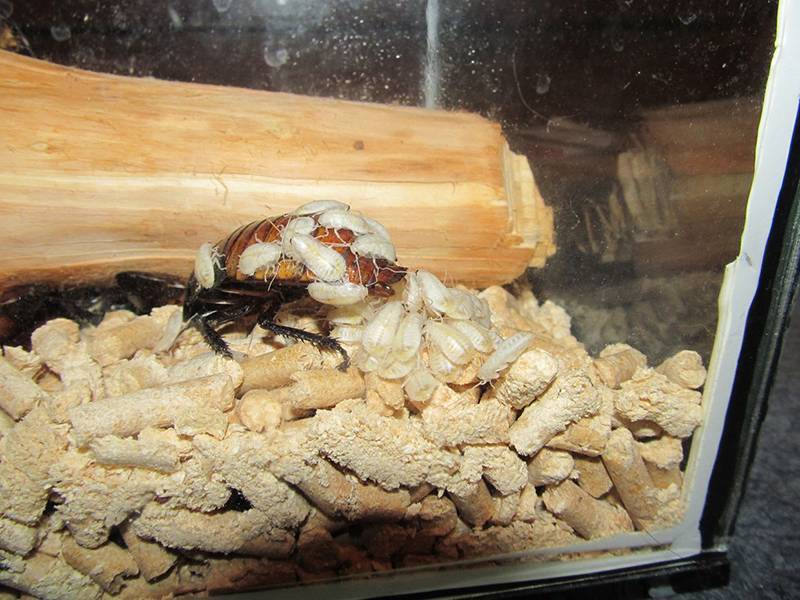 Мадагаскарский таракан шипящий - фото, цена, содержание, что едят и сколько живут