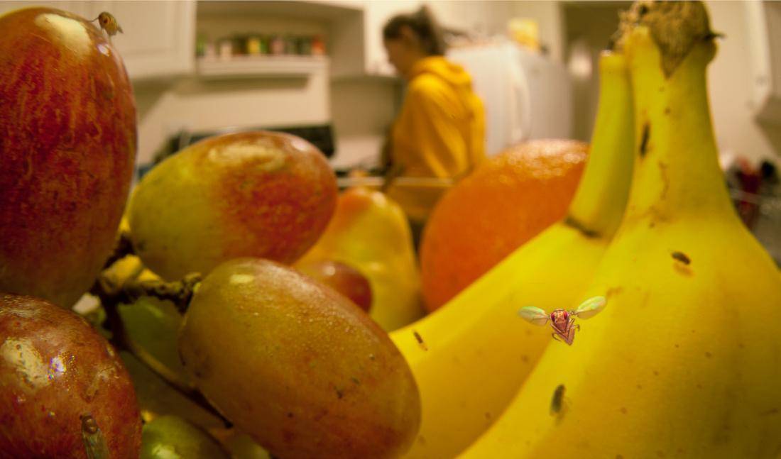 Как избавиться от фруктовых мошек в квартире и в доме: действенные народные средства и магазинная химия