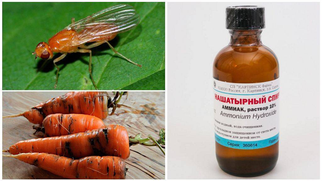Как бороться с морковной мухой на грядке – эффективные средства