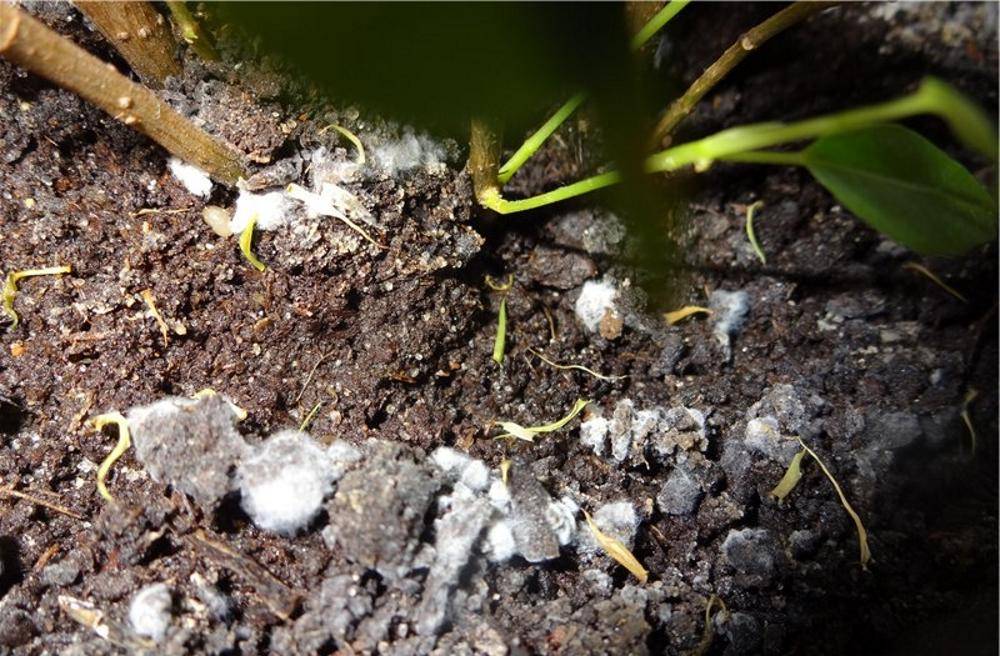 5 причин, почему грунт в горшке с растениями покрывается белым налетом