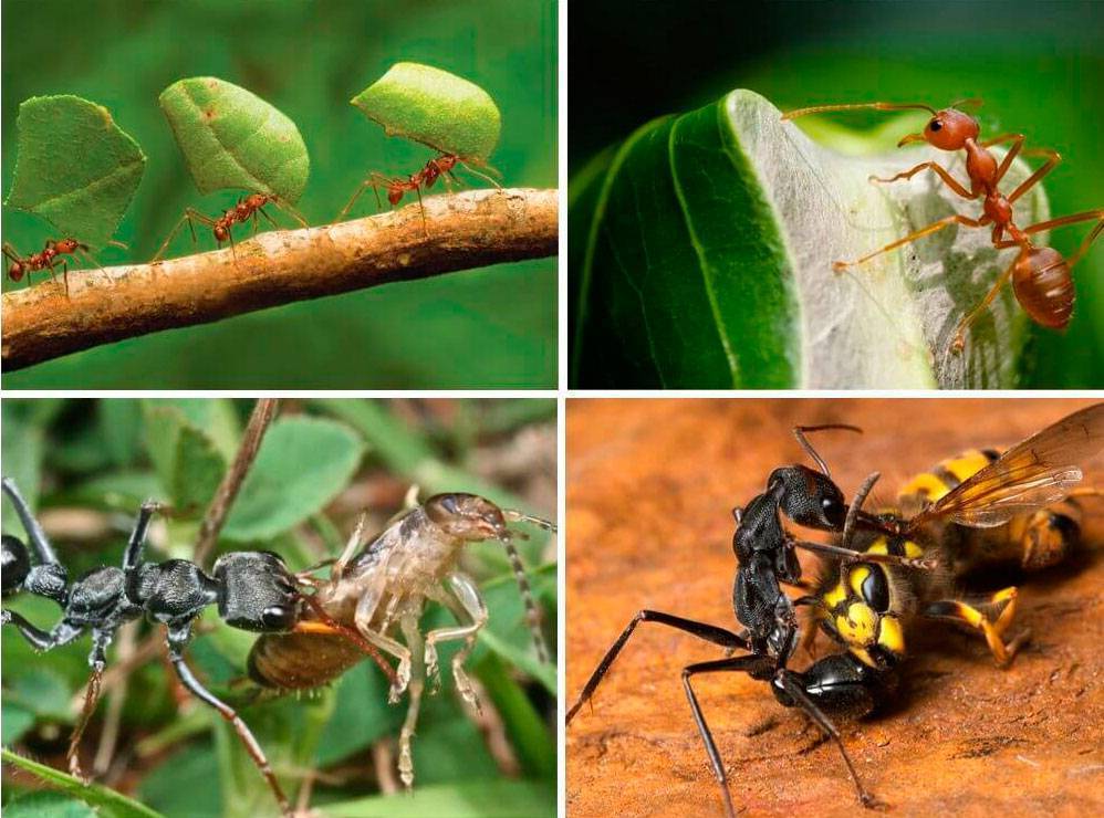 Кто ест муравьев: враги насекомых в животном мире