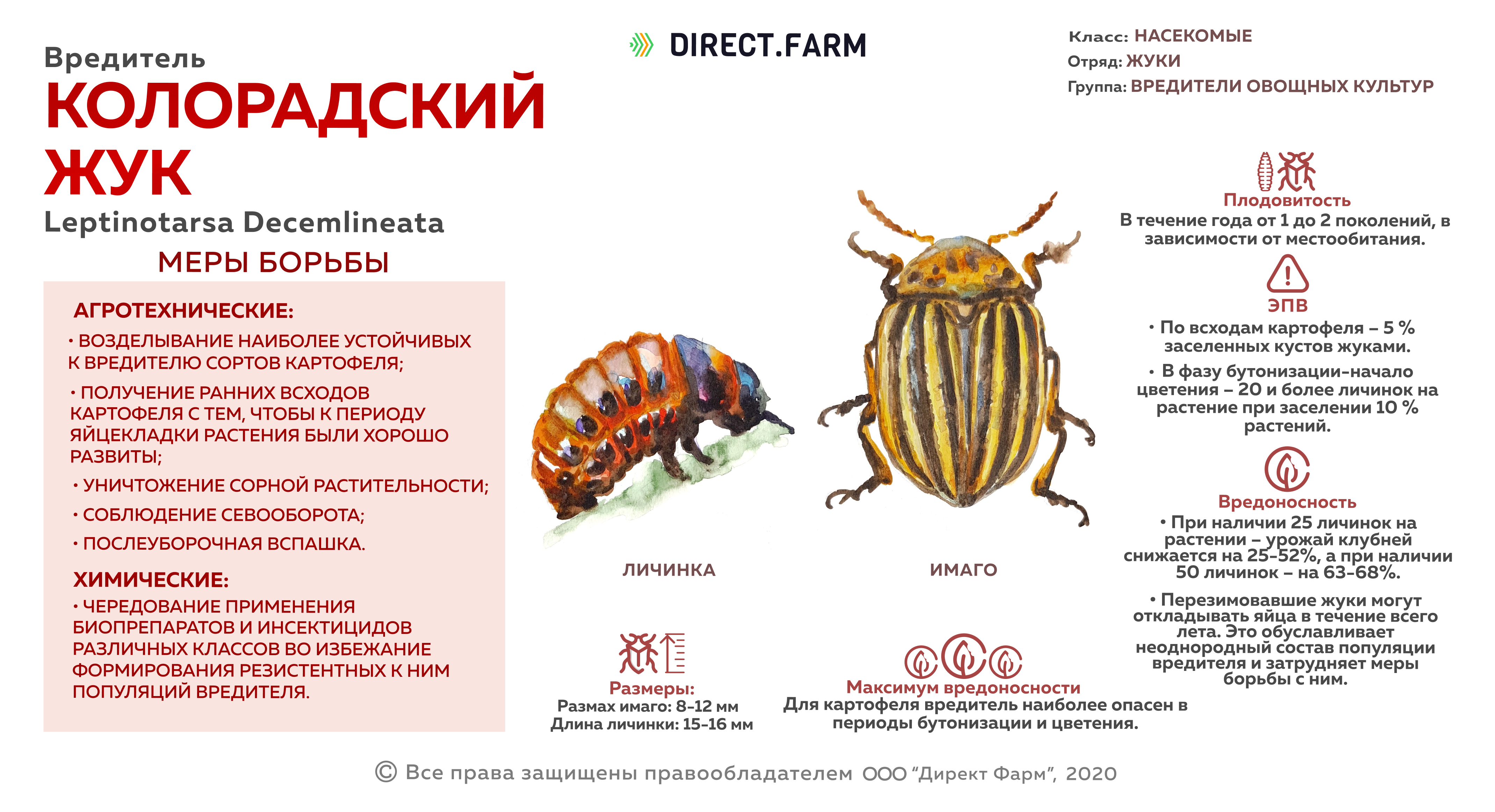 Чем опасны личинки колорадского жука для картошки